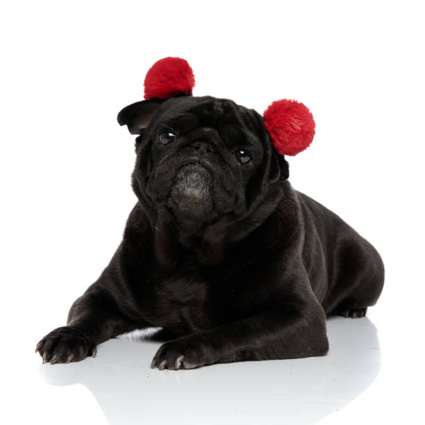 istock Convinced pug looking to the camera 1153420793