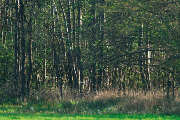 istock Forest edge with reed and in sunny springtime. 1153420895