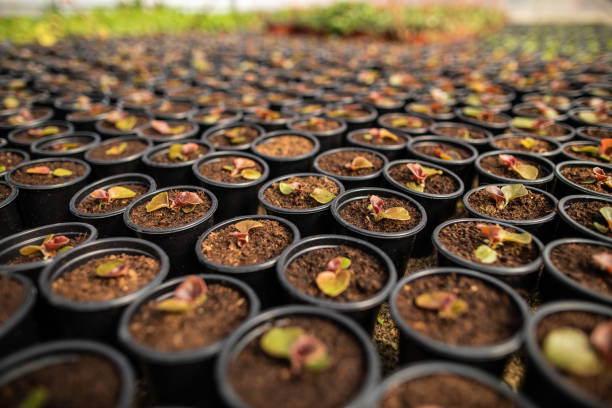istock Young small sprouts flowers in plastic pots 1153421574