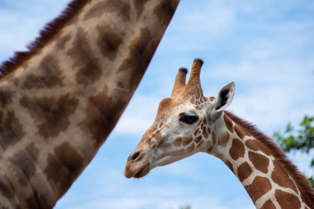 giraffe - 5548 imagens e fotografias de stock