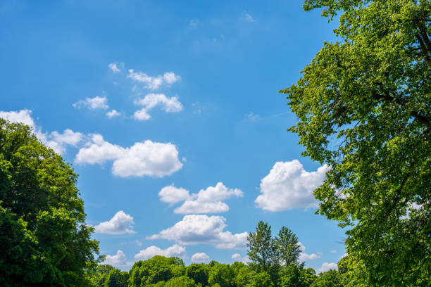 Looking up at natural frame of treetops against blue sky.