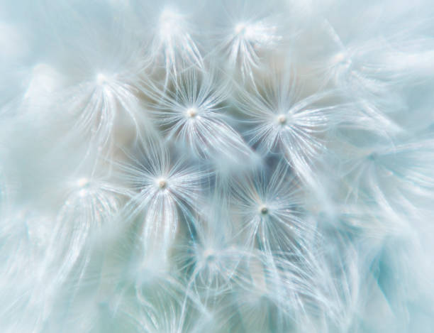 istock Close up macro image of dandelion seed heads 1153423795
