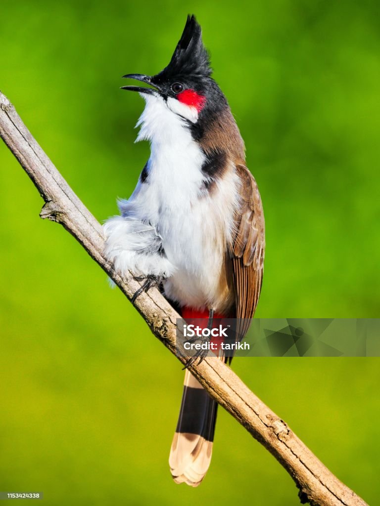 Chim Bulbul Râu Đỏ Hình ảnh Sẵn có - Tải xuống Hình ảnh Ngay bây ...