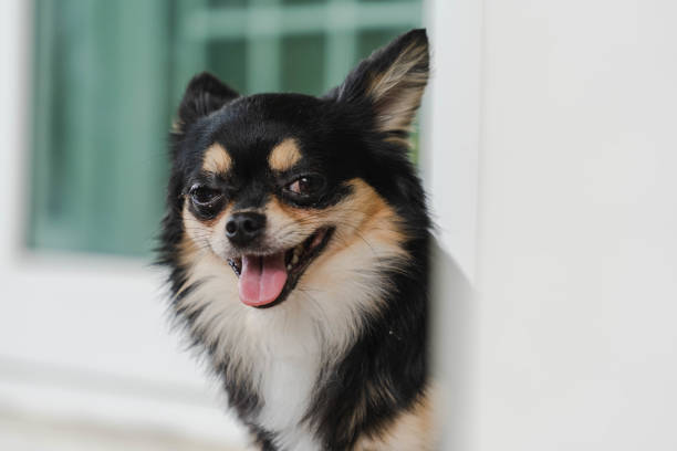 black chihuahua is happy smiley with nature light. He sneaks behind the pole.