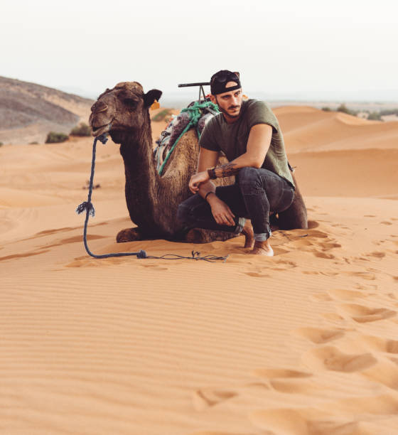 Dromedary walking freely in the Sahara desert somewhere in Morocco