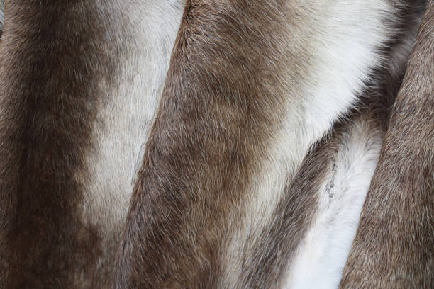 Part of a bleached moose antler on black background.