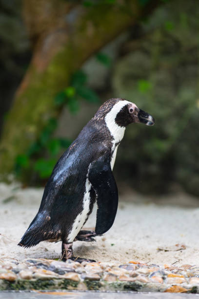 istock Jackass penguin still wet from a swim 1153425977