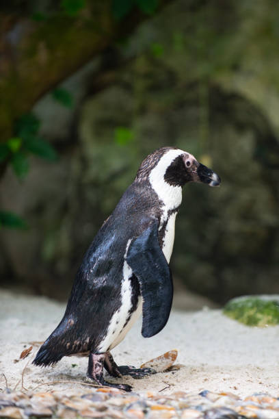 istock Jackass penguin still wet from a swim 1153425982