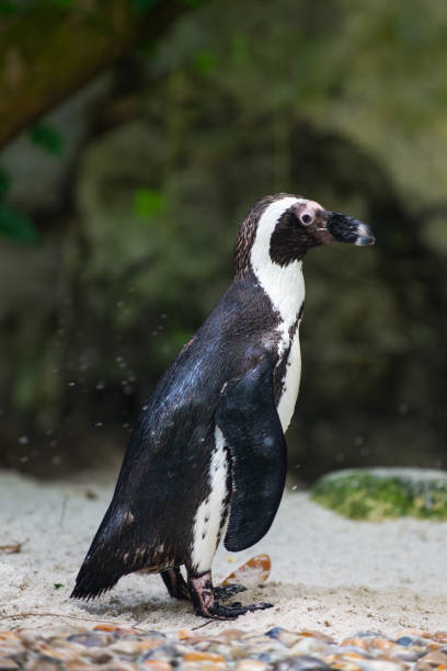 istock Jackass penguin still wet from a swim 1153425984