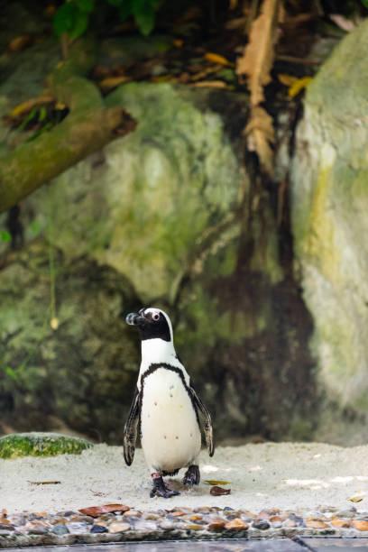 istock Jackass penguin still wet from a swim 1153426006
