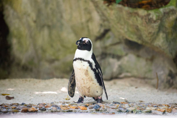 istock Jackass penguin still wet from a swim 1153426023
