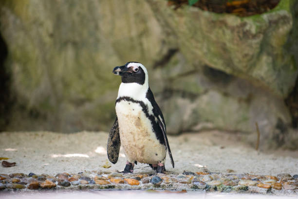 istock Jackass penguin still wet from a swim 1153426025