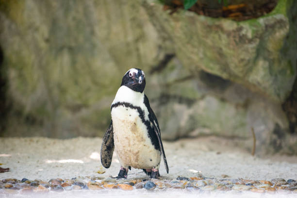 istock Jackass penguin still wet from a swim 1153426026