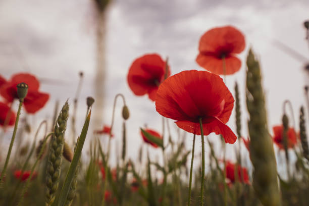 dark thunderclouds move across green fields and red poppy seeds in the foreground