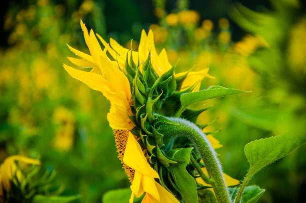 istock nice and warm in summer field with blooming sunflower blossoms. 1153426300