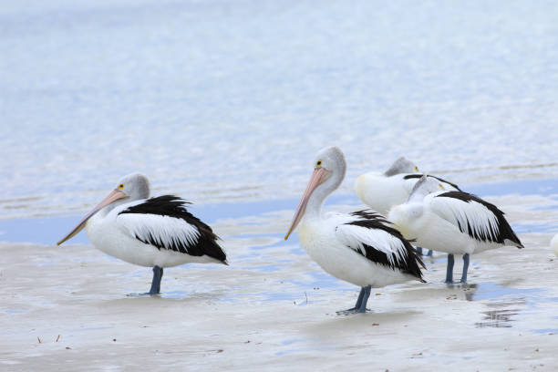 istock Australian Pelican, Pelecanus conspicillatus, group 1153426920
