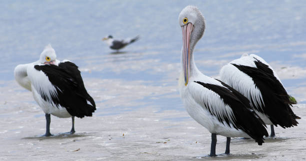 istock Australian Pelican, Pelecanus conspicillatus, resting 1153427084