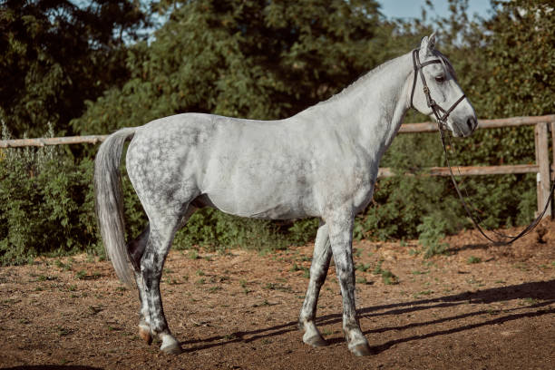 istock Thoroughbred horse in a pen outdoors and 1153427117