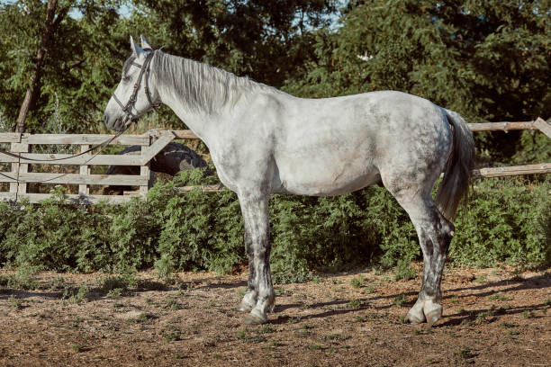 istock Thoroughbred horse in a pen outdoors and 1153427142