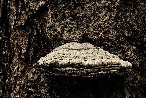 Close look at a mushroom on a tree trunk.