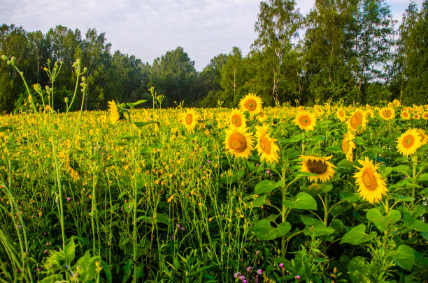 istock nice and warm in summer field with blooming sunflower blossoms. 1153427765