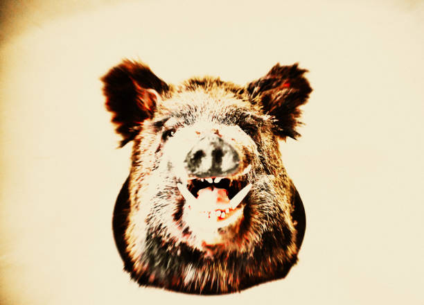 Wild boars in search