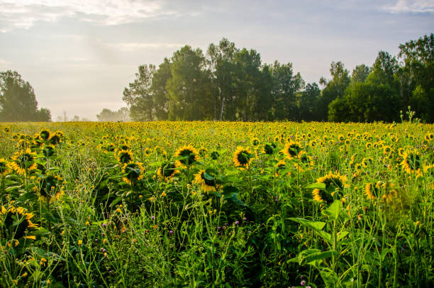 istock nice and warm in summer field with blooming sunflower blossoms. 1153427966