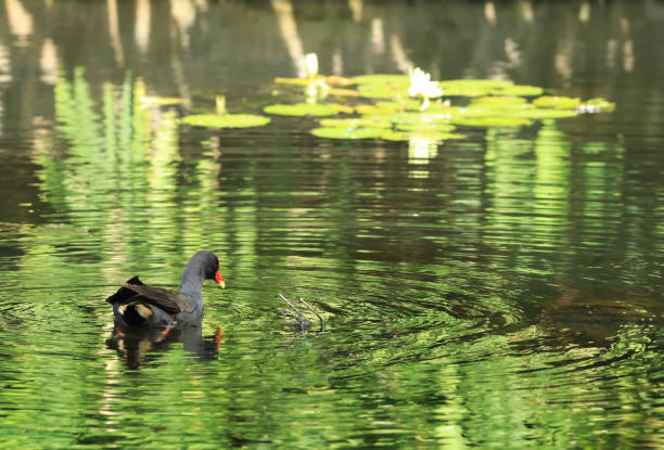 A Dusky Moorhen, Gallinula tenebrosa, on water