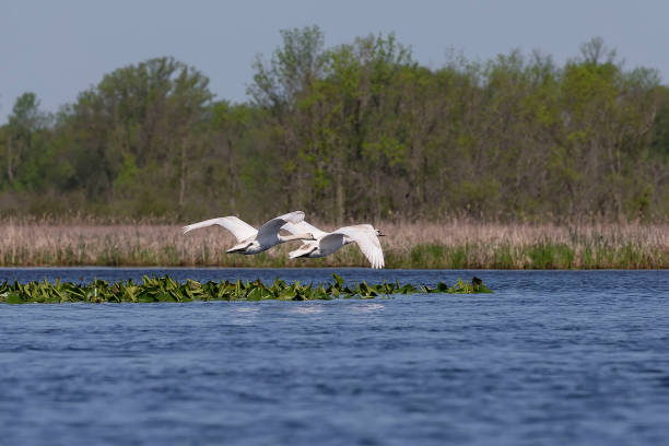 istock mute swan (Cygnus olor) in flight over the lake 1153430408