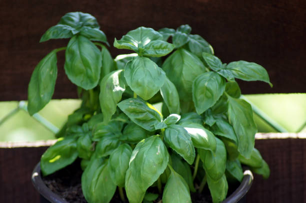 istock Fresh basil Ocimum basilicum from the house garden 1153430473