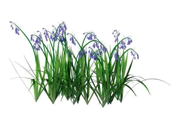istock 3D illustration bluebell flowers on white 1153430586