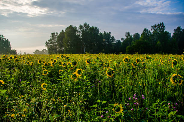 istock nice and warm in summer field with blooming sunflower blossoms. 1153430700