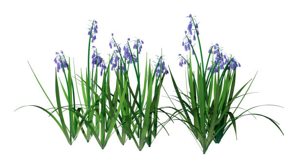 istock 3D illustration bluebell flowers on white 1153430827