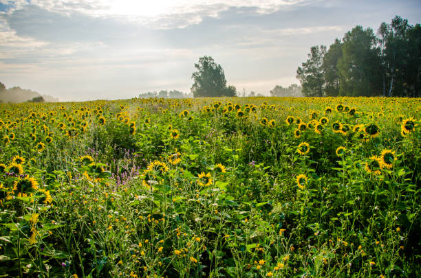 istock nice and warm in summer field with blooming sunflower blossoms. 1153430879