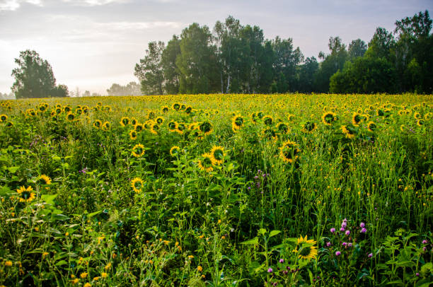 istock nice and warm in summer field with blooming sunflower blossoms. 1153430952