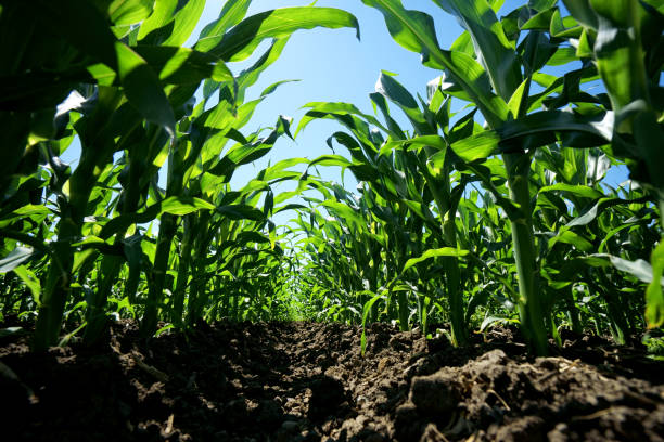 istock Corn field of countryside landscape in sunny day 1153431907