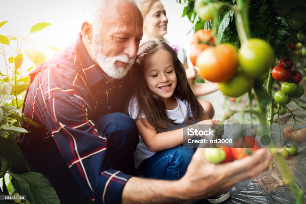 Grandfather growing organic vegetables with grandchildren and family at farm Grandfather growing vegetables with grandchildren and family at farm Family Stock Photo