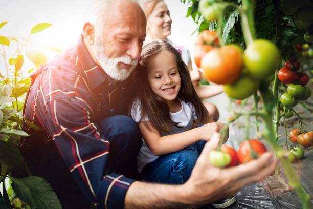 Grandfather growing organic vegetables with grandchildren and family at farm Grandfather growing vegetables with grandchildren and family at farm active seniors summer stock pictures, royalty-free photos & images