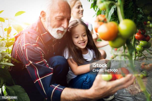 Grandfather Growing Organic Vegetables With Grandchildren And Family At Farm Stock Photo - Download Image Now