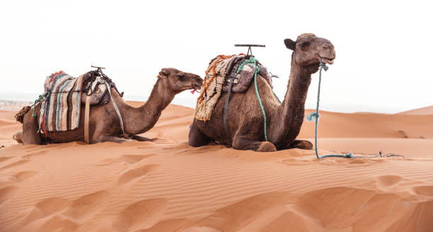 istock camel resting in the desert 1153432269