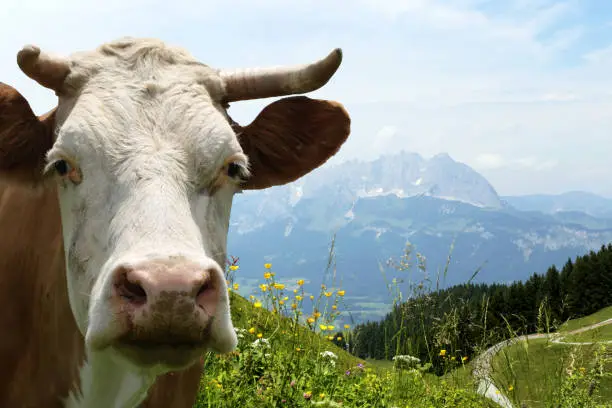 Famous „Wild Kaiser“ with a cow in the foreground