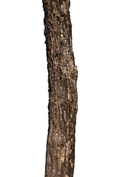 istock Trunk of a tree Isolated On White Background 1153432379