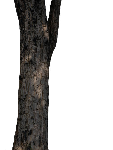 istock Trunk of a tree Isolated On White Background 1153432393