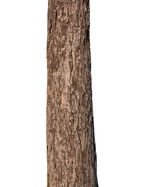 istock Trunk of a tree Isolated On White Background 1153432394