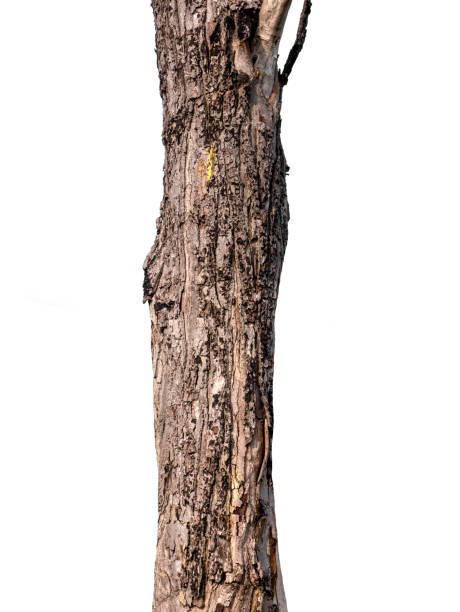 istock Trunk of a tree Isolated On White Background 1153432395