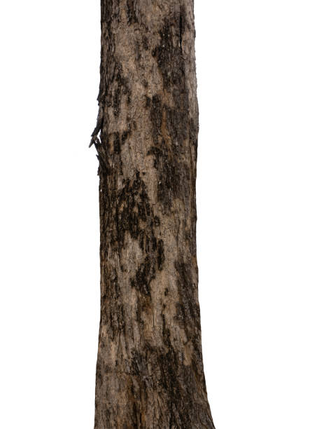 istock Trunk of a tree Isolated On White Background 1153432415