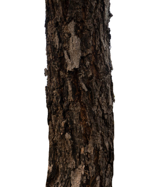 istock Trunk of a tree Isolated On White Background 1153432416