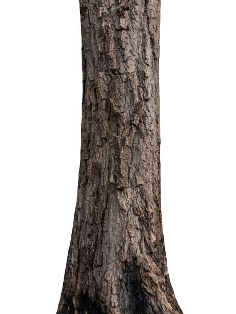 istock Trunk of a tree Isolated On White Background 1153432426