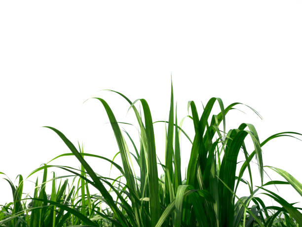 Sugar cane has beautiful leaves on a white background.