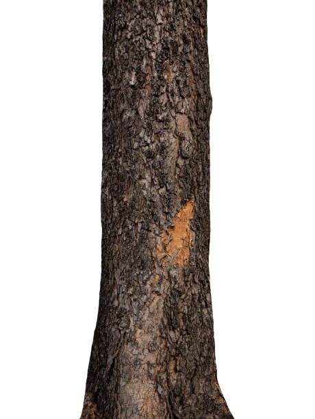 istock Trunk of a tree Isolated On White Background 1153432455
